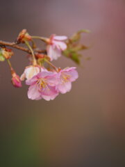 小径の河津桜