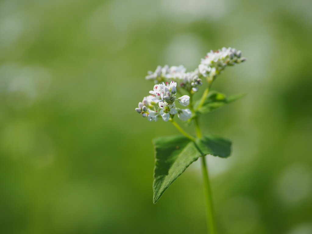 蕎麦の花