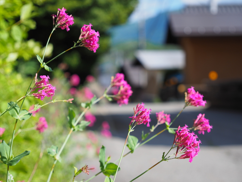 道端の虫取撫子