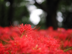 森の彼岸花