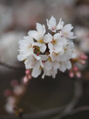不動寺の桜　Ⅱ