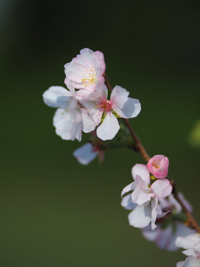 八塩の冬桜