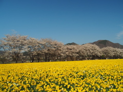 青色桜色黄色