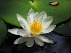 日差し