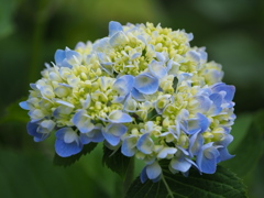 高原の紫陽花