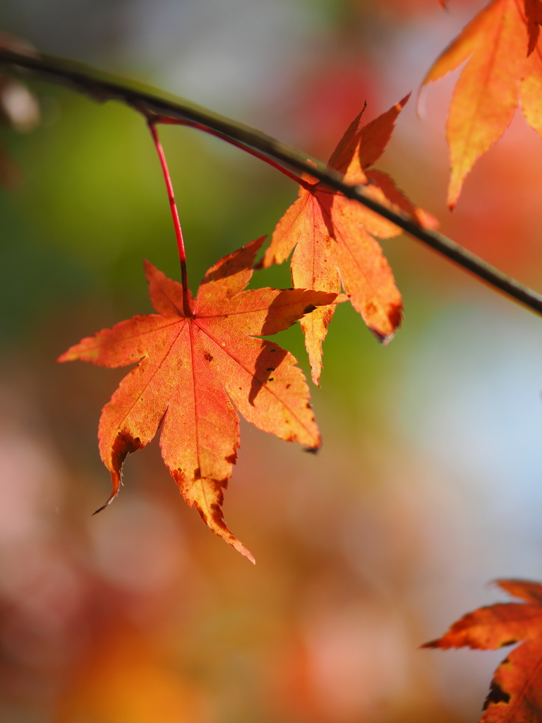 初紅葉