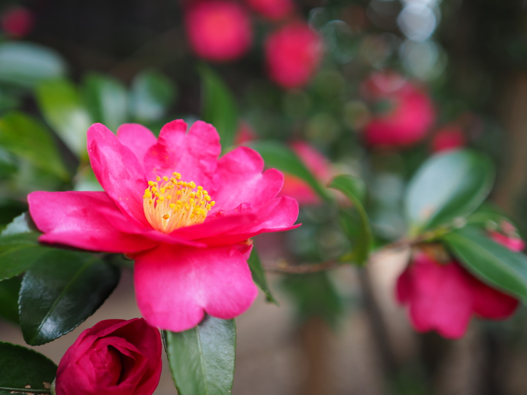 木陰の山茶花
