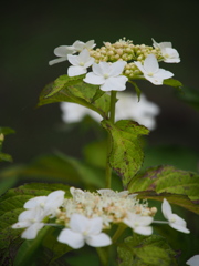 白い萼紫陽花