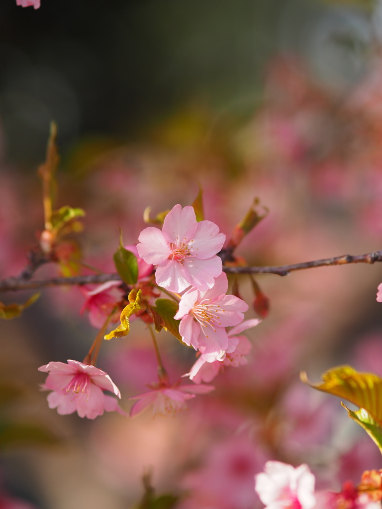 河津桜