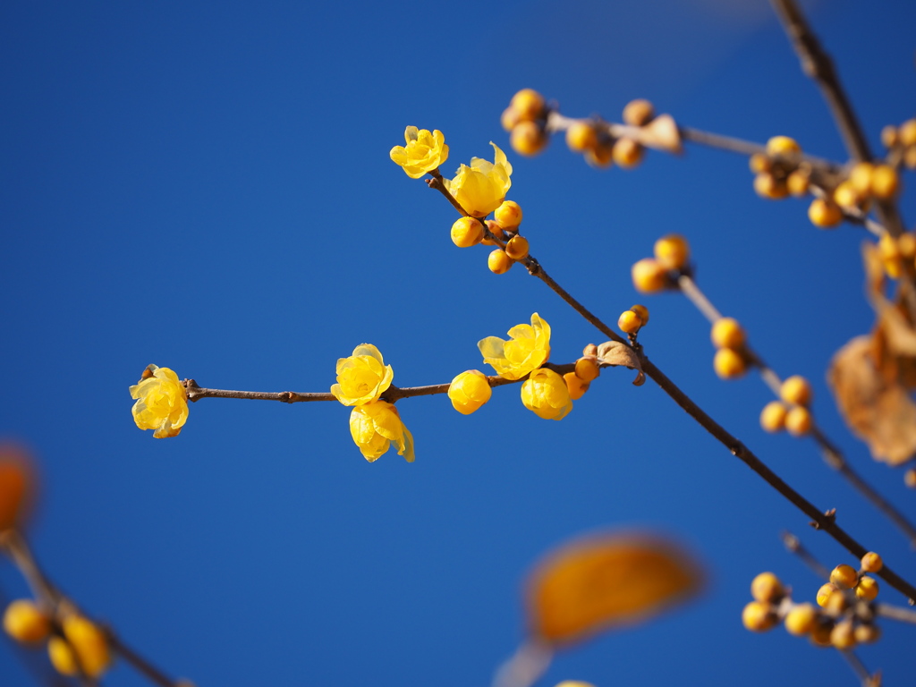 黄色い花と蕾