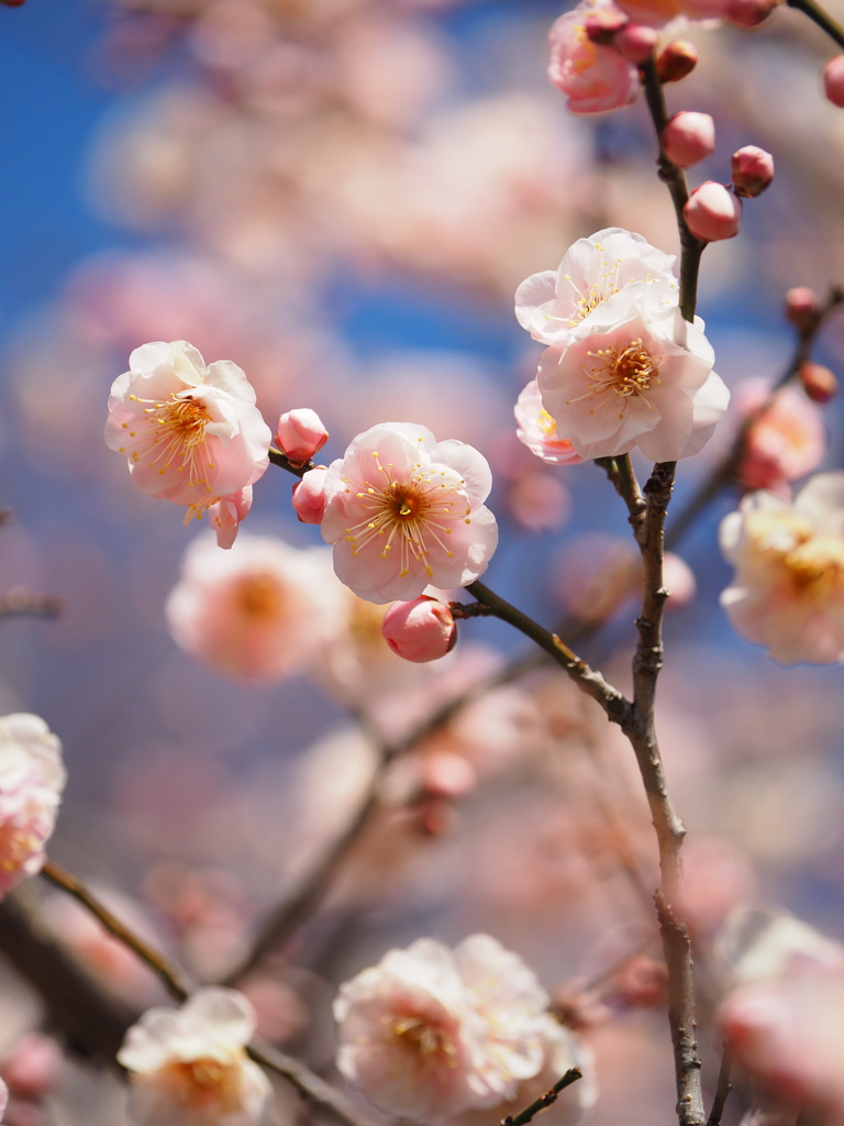 八重の枝垂れ梅