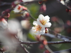 白く輝く