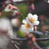白く輝く