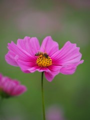 蜜蜂と秋桜