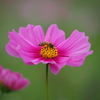 蜜蜂と秋桜