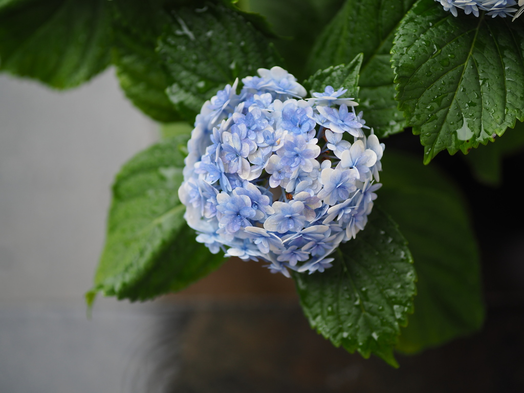 玄関の紫陽花