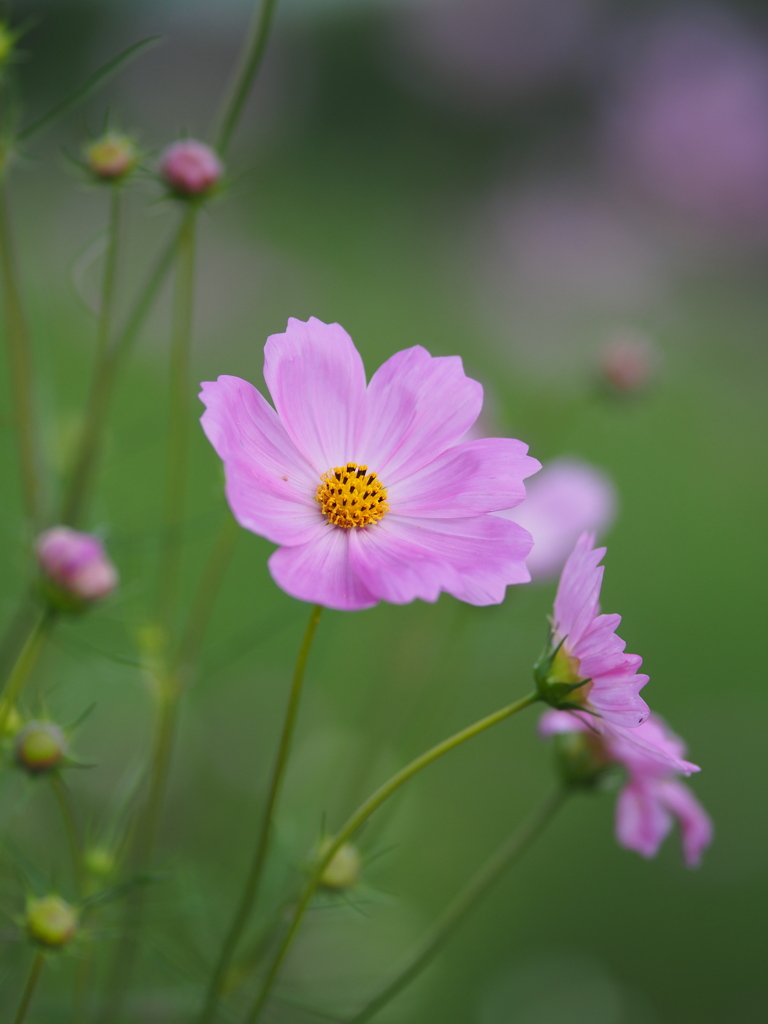 秋桜