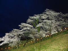 後閑城の夜桜