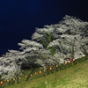 後閑城の夜桜