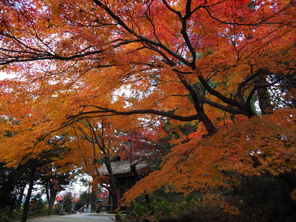 紅葉のトンネル