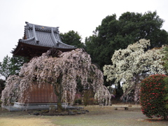 雨の慈眼寺