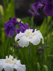 雨の白菖蒲