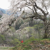 曇天のしだれ桜