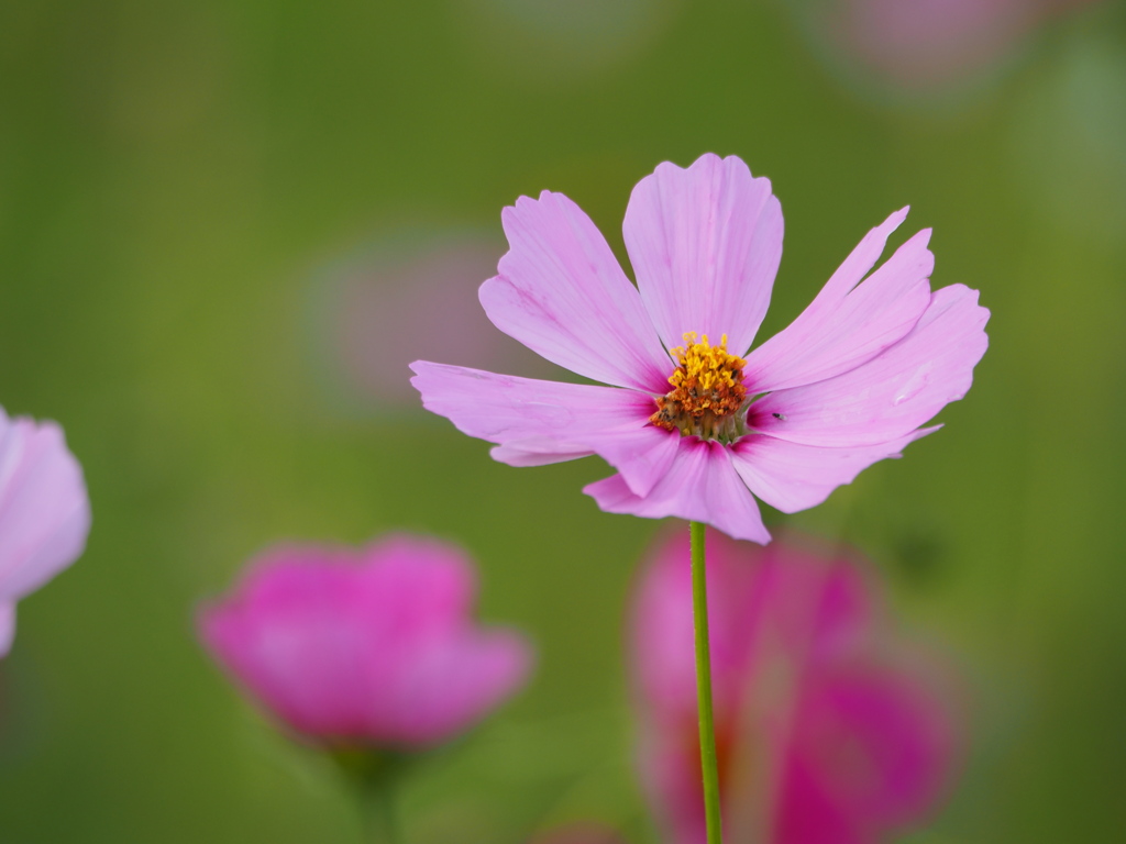 雨上がりの秋桜　Ⅱ