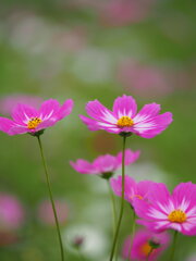 曇天の秋桜