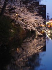 高崎城の夜桜　Ⅱ