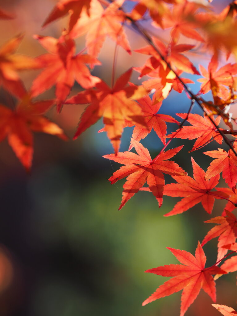 紅葉　Ⅱ
