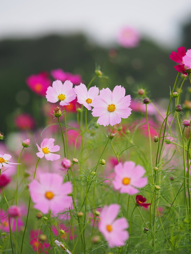 華やか