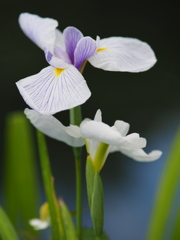 花菖蒲