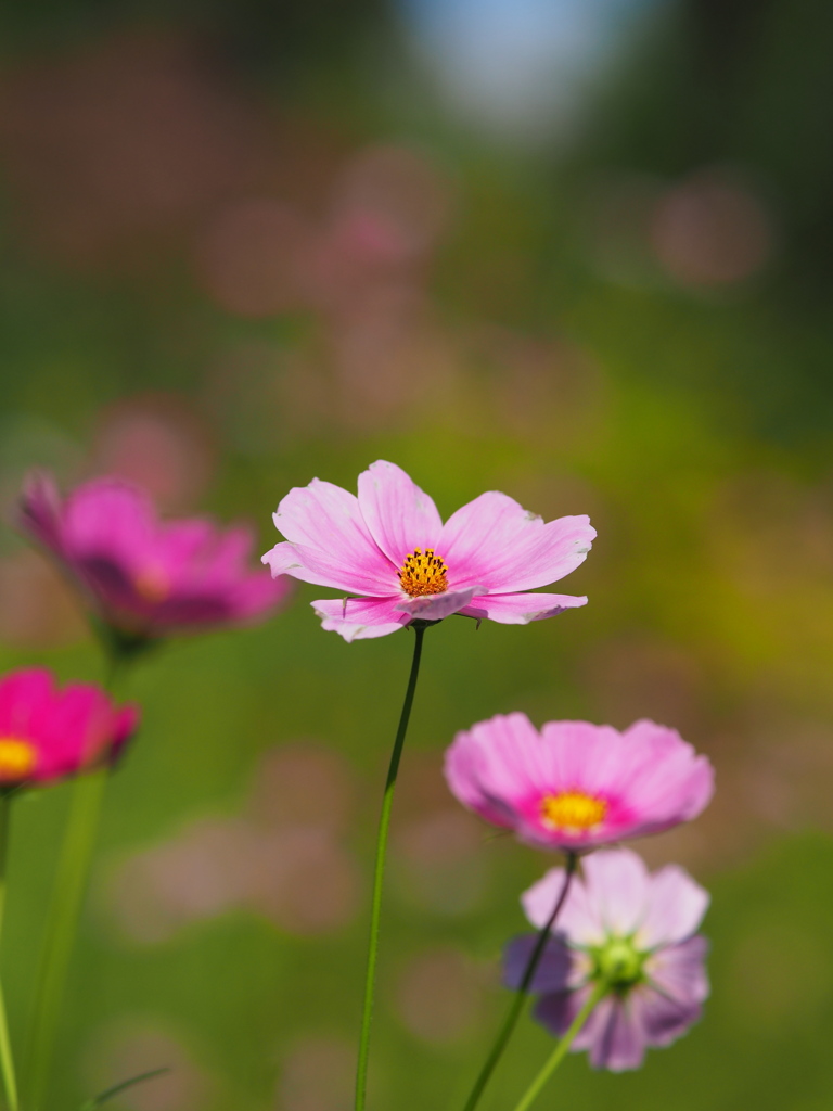 山の上の秋桜