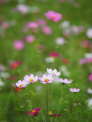 曇天の秋桜　Ⅲ