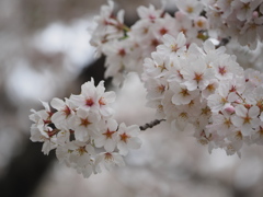 花曇り