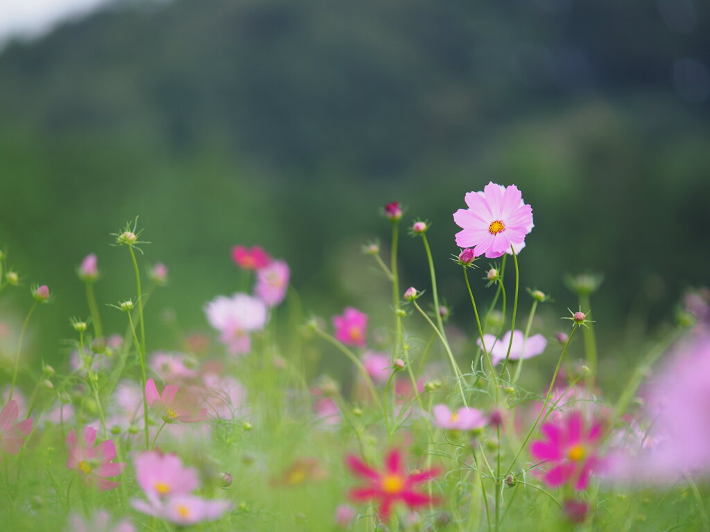 秋桜　Ⅲ