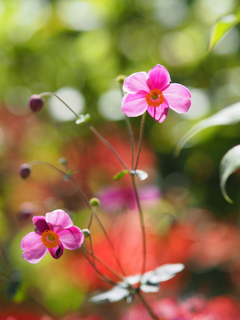 境内の花