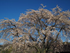 天照寺の枝垂れ桜　Ⅱ