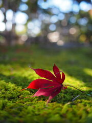 苔の上にも　Ⅱ