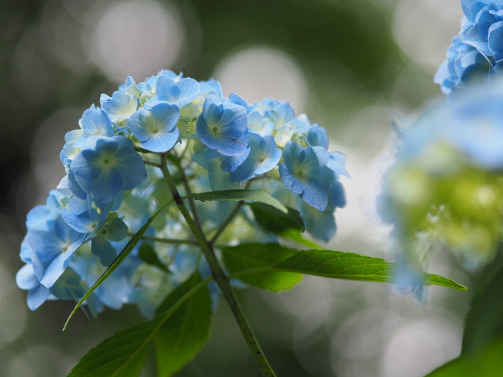 小野池あじさい公園　Ⅲ