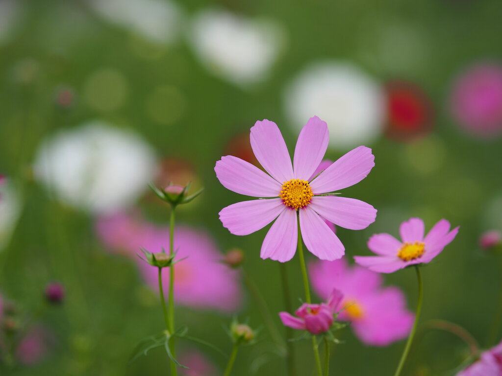 曇天の秋桜　Ⅱ
