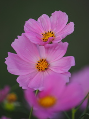 夕方秋桜
