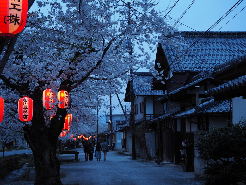 桜咲く夕暮れ