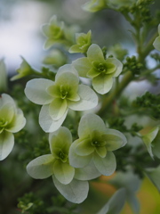 柏葉紫陽花