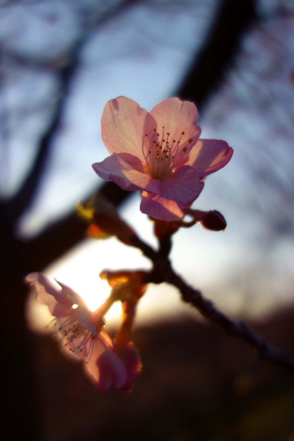 夕日の河津桜