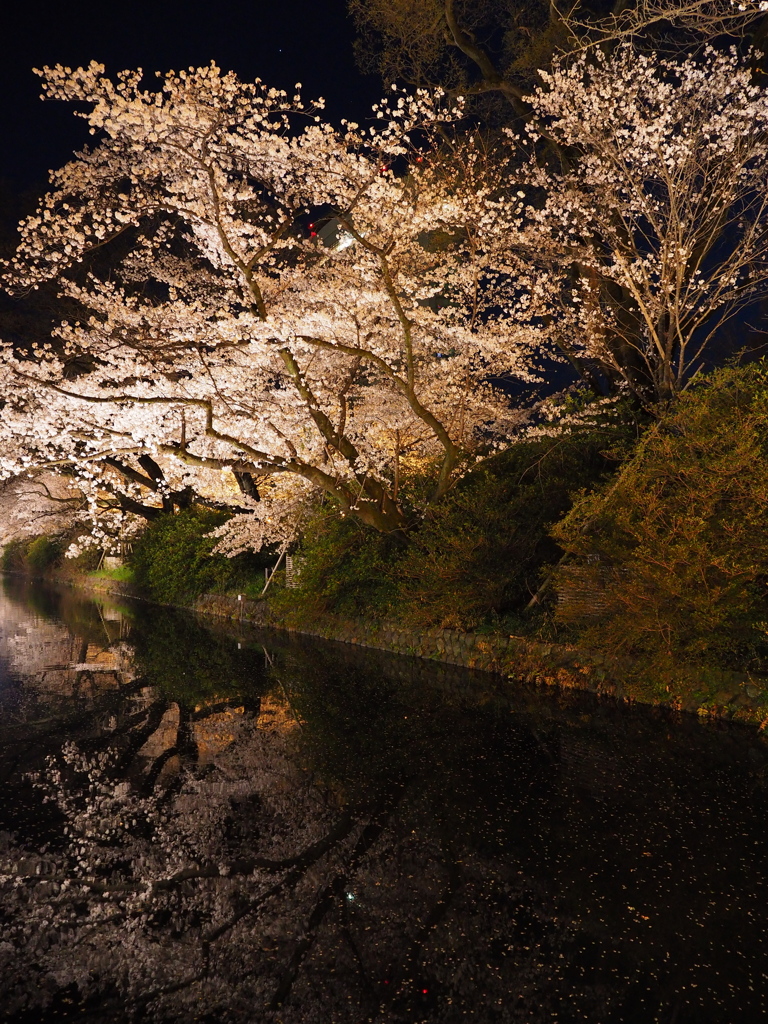 高崎城の夜桜