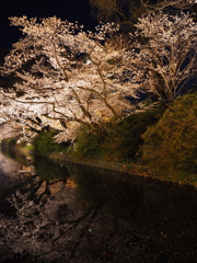 高崎城の夜桜