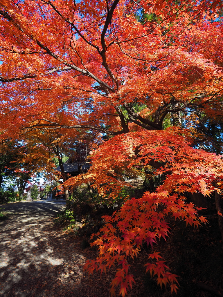 少林山の紅葉　Ⅱ