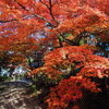 少林山の紅葉　Ⅱ
